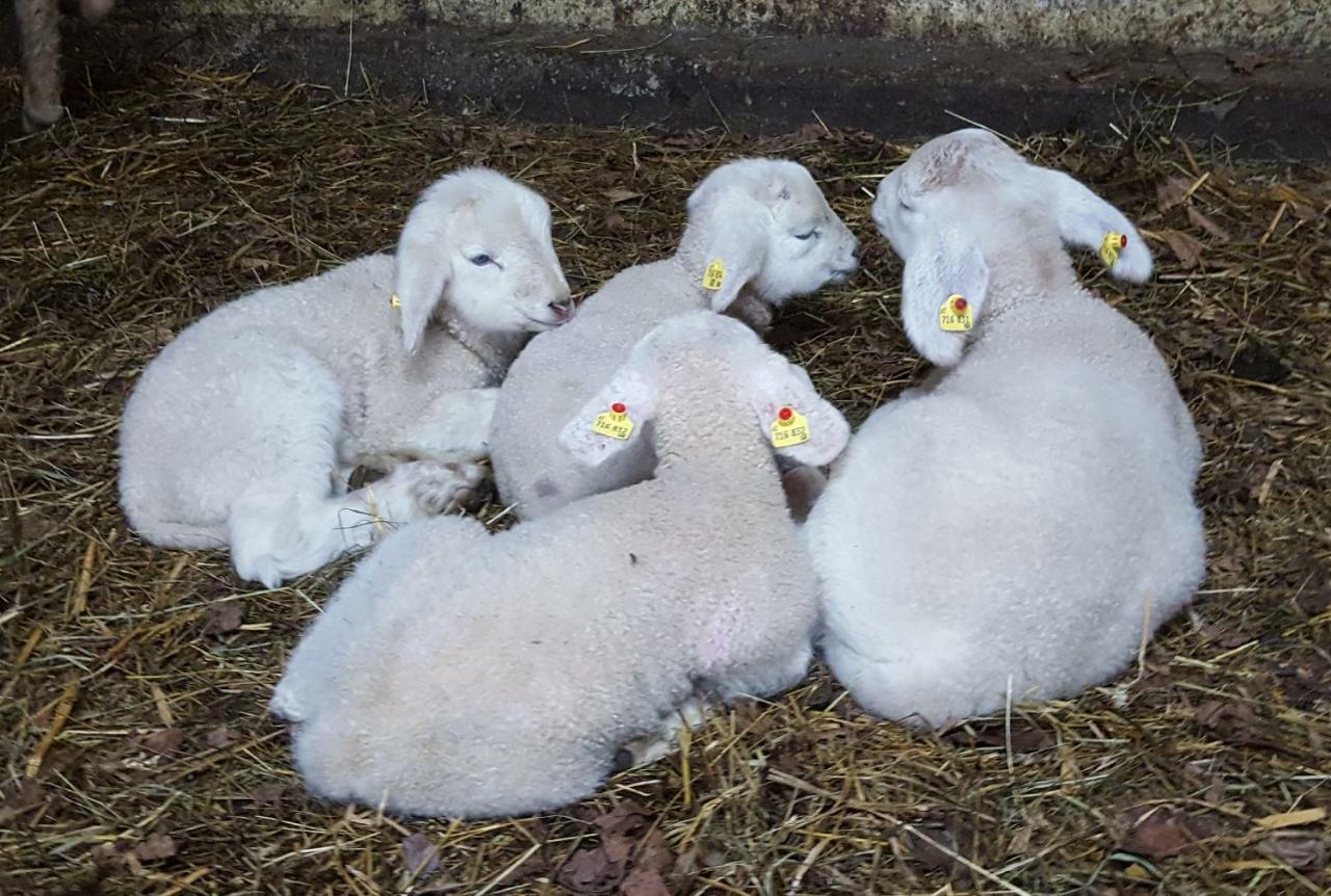 Oberseebachhof Scheffau am Wilden Kaiser Exteriör bild